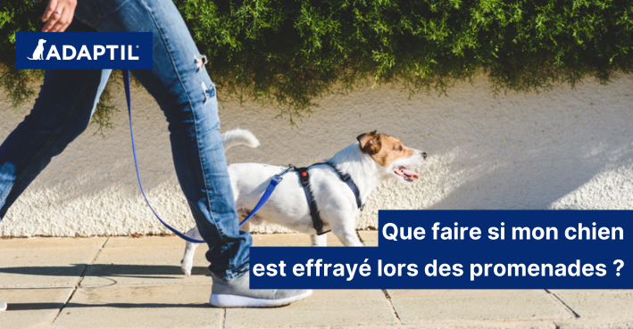C'est l'heure de la promenade - Collier pour chien fait main en France