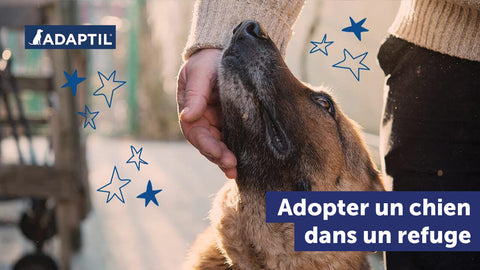 Adopter un chien abandonné : l'aider à prendre ses marques