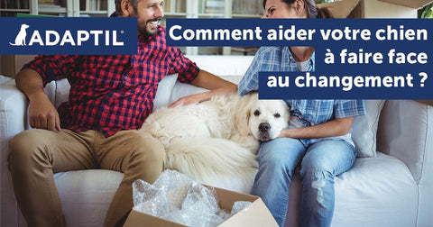 Comment aider votre chien à faire face au changement ?