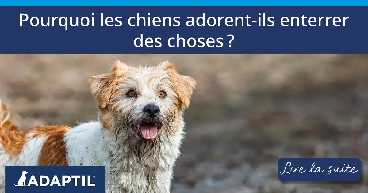 Pourquoi les chiens adorent-ils enterrer des choses ?