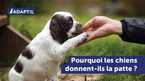 Point de vue de chien : pourquoi donnons-nous la patte ? 