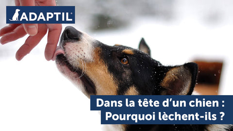 Dans la tête d'un chien : pourquoi mon chien me lèche ?