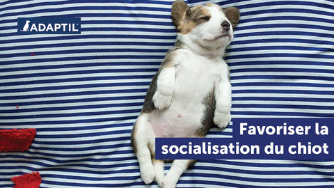 Comment favoriser le processus de socialisation du chiot ?