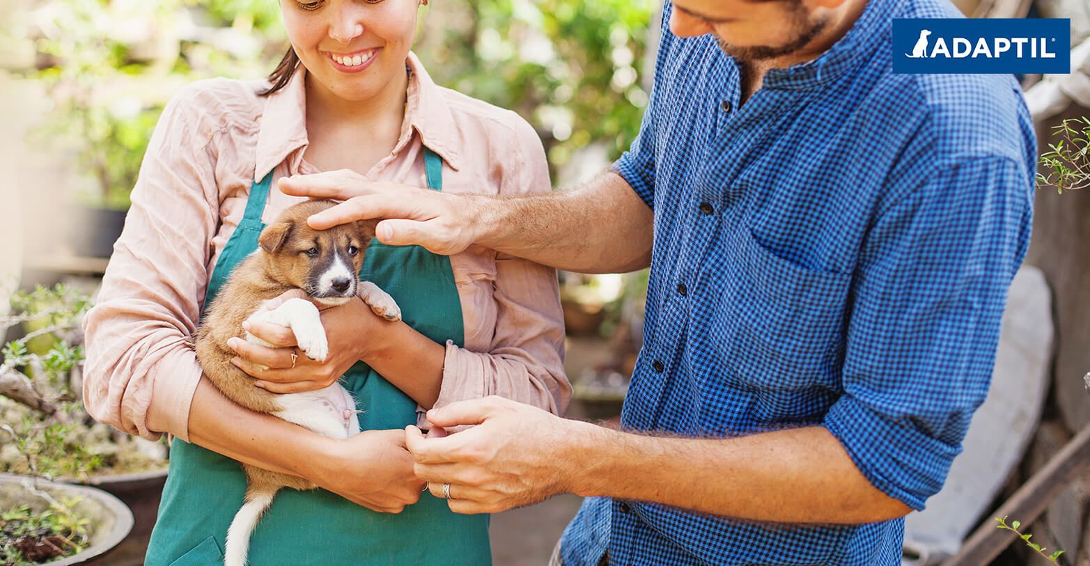 Comment Aider Votre Chiot A S'adapter Après L'adoption