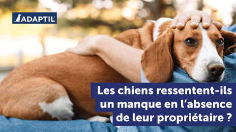 Les chiens ressentent-ils un manque en votre absence ? 