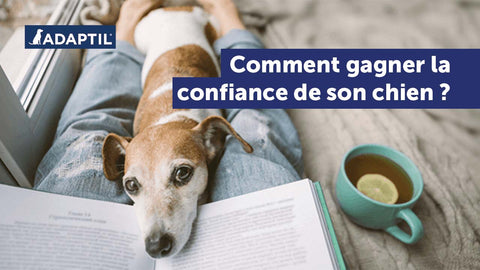 Comment gagner la confiance de son chien ?