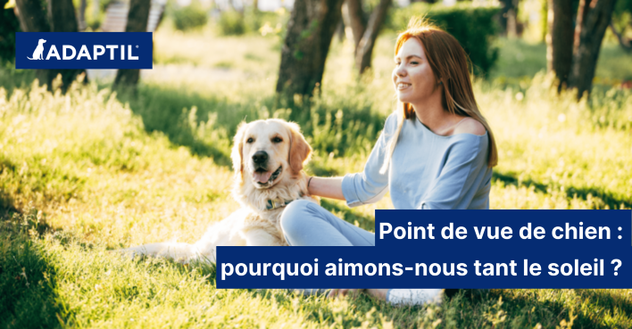 Point de vue de chien : pourquoi les chiens aiment tant le soleil ?