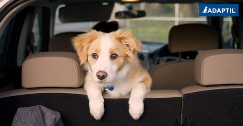 Habituer Son Chiot A La Voiture