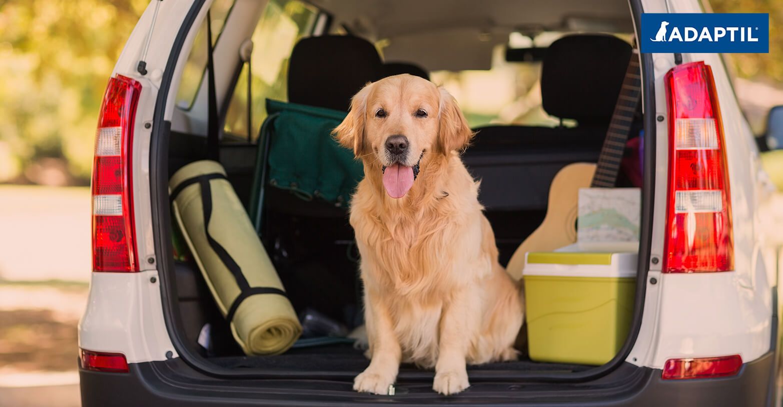 Paroles d'Expert : Prendre La Voiture Avec Son Chien