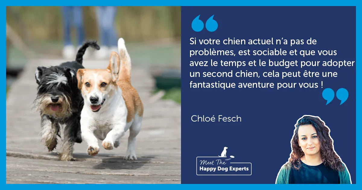 Adopter un second chien est-il une bonne idée ?