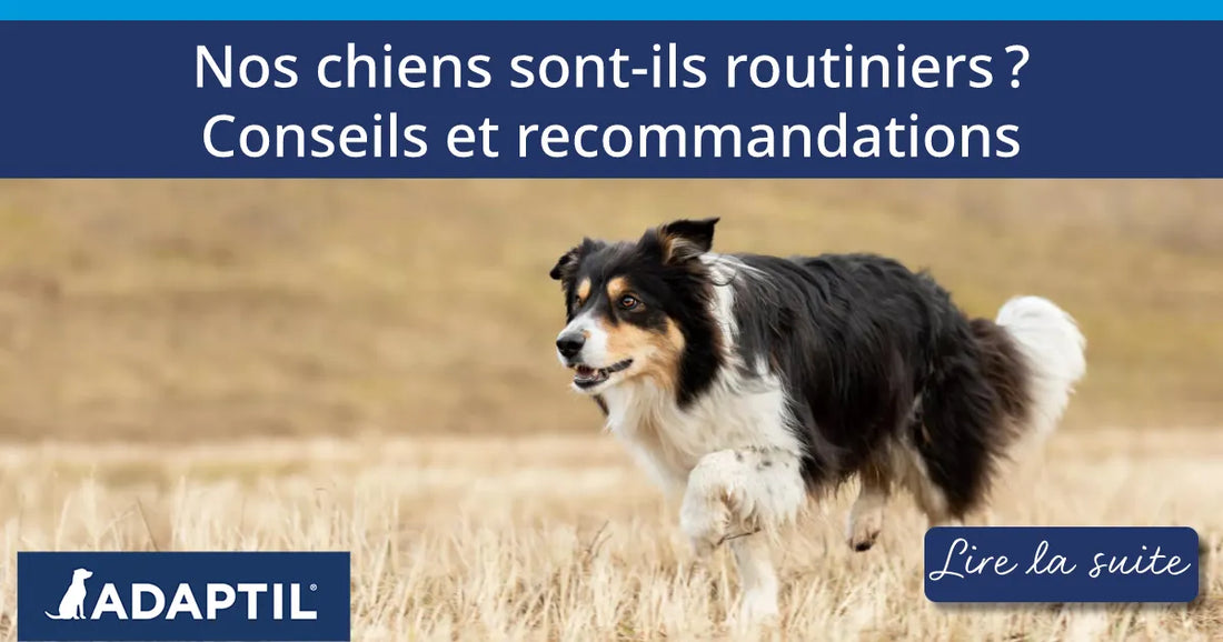 15 faits incroyables sur les Border Collies