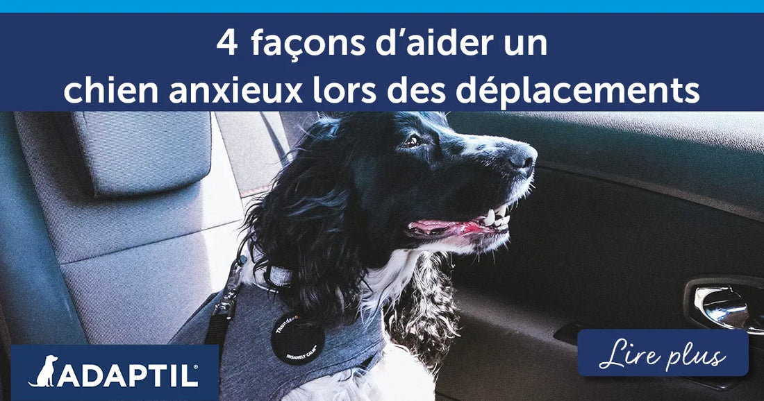 4 façons d’aider un chien anxieux lors des déplacements