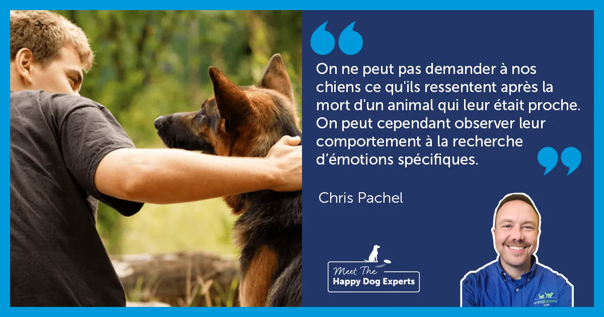 Comment aider un chien à faire face au deuil