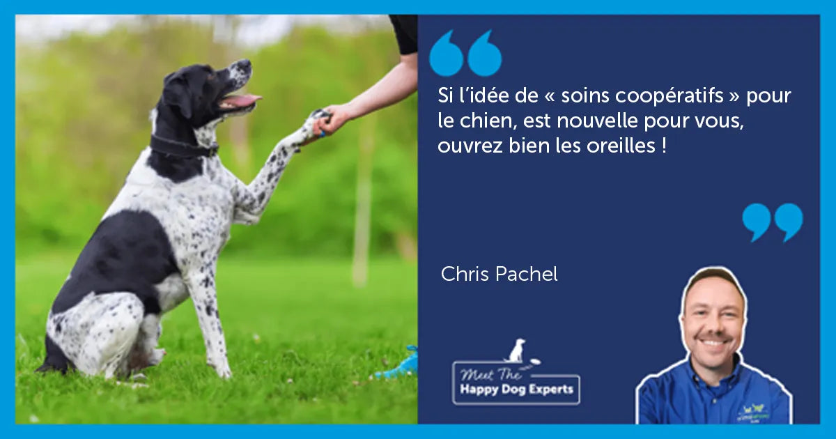 Les soins coopératifs pour chien : Un expert nous explique !