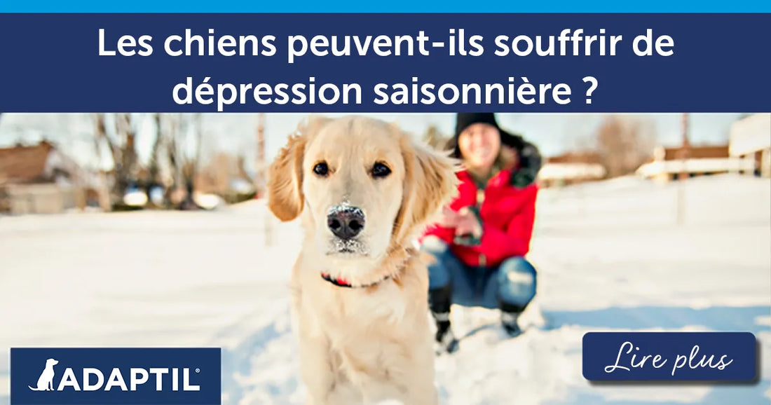 Les chiens peuvent-ils souffrir de dépression saisonnière ? Aides et conseils