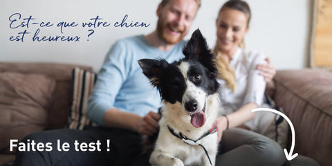 Comment savoir si mon chien est heureux ?