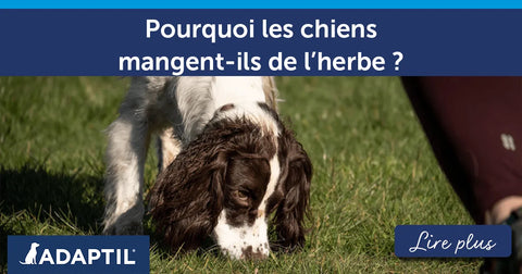 Pourquoi les chiens mangent-ils de l’herbe ?