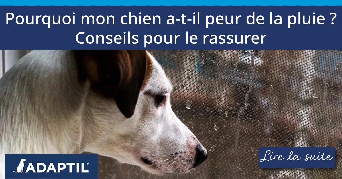 Pourquoi mon chien a-t-il peur de la pluie ? Conseils pour le rassurer