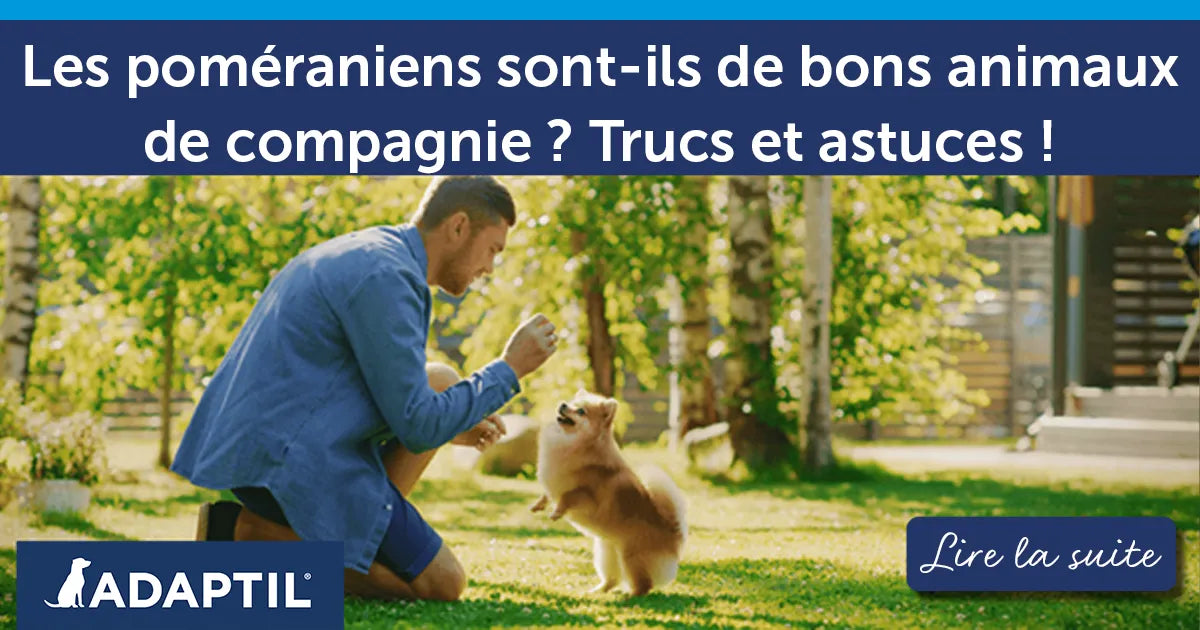 Les poméraniens sont-ils de bons animaux de compagnie ? Trucs et astuces !