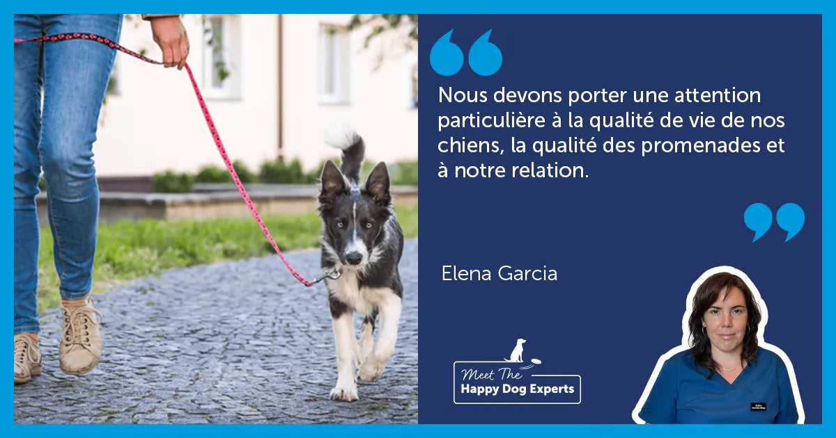 Comment promener son chien efficacement