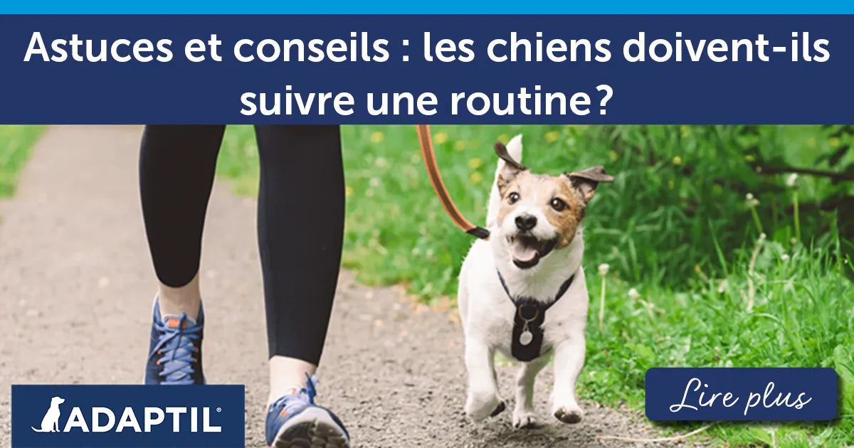 Astuces et conseils : les chiens doivent-ils suivre une routine ?