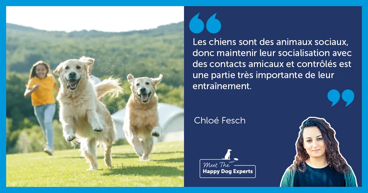 Conseils pour réussir la socialisation de votre chien