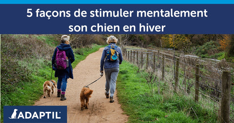 5 façons de stimuler mentalement son chien en hiver